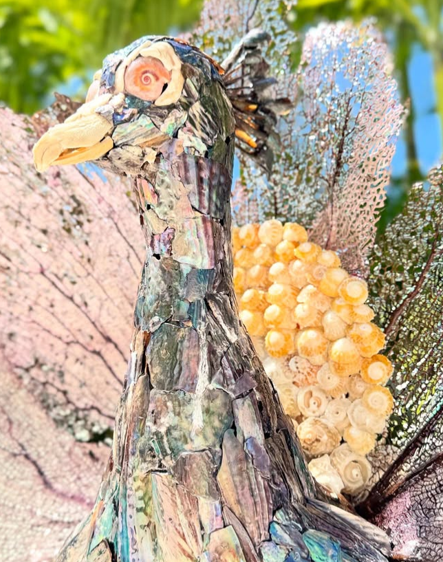 Seashell Peacock